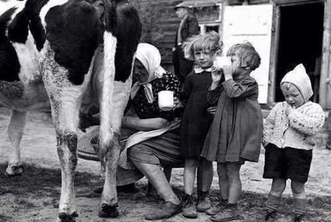 Foto antigua en blanco y negro: una mujer ordeña una vaca mientras unos niños beben leche