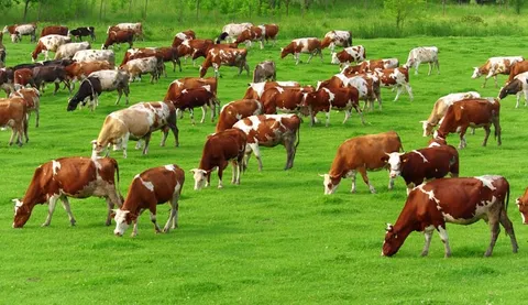 Vacas rubias y pintas pastando en un prado verde