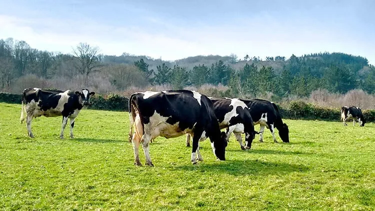 Vacas frisonas pastando en un prado gallego